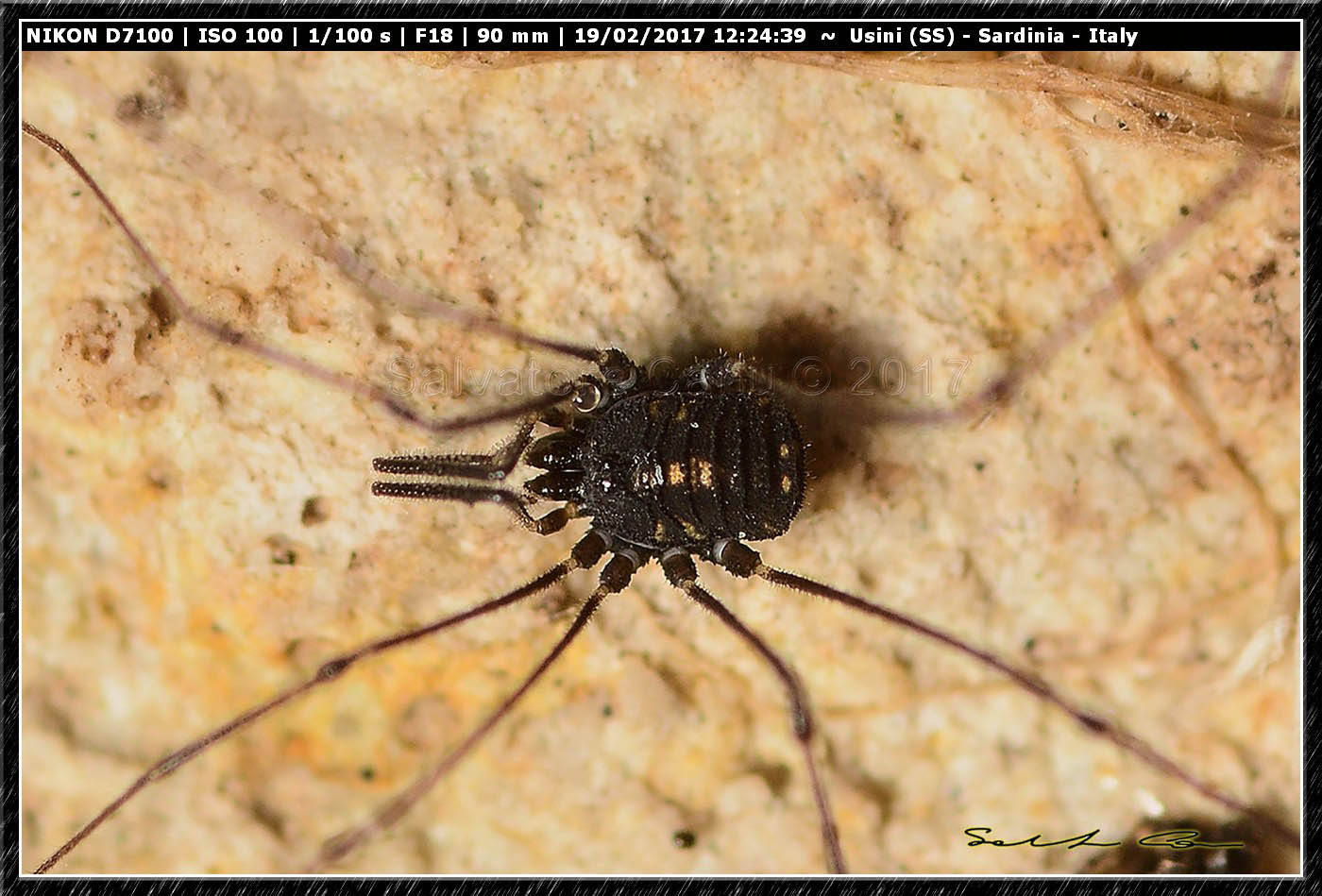 Mitostoma sabbadinii (Tedeschi & Sciaki, 1997) Nemastomatidae